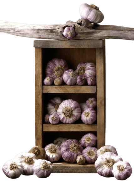 Garlic